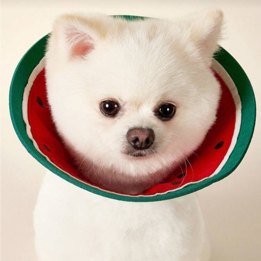 💠3/$10 Watermelon Pet Collar